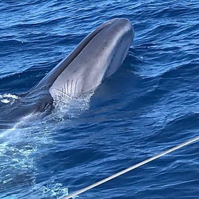 3-hour Whale and Dolphin Watching and Listening Tour