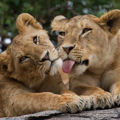 Nairobi National Park Elephant Orphanage and Giraffe Centre