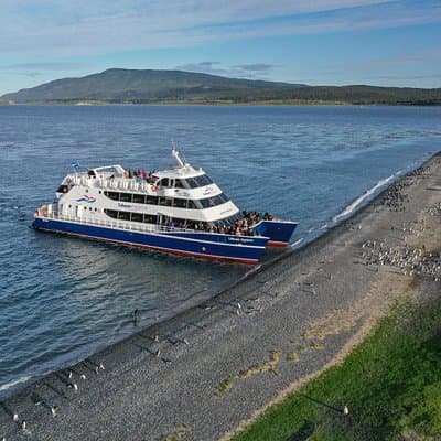 Martillo Island: Boat Trip to the Penguin Colony & Beagle Channel