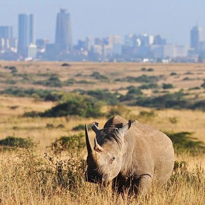 Nairobi National Park Guided Game Drive Wildlife Experience
