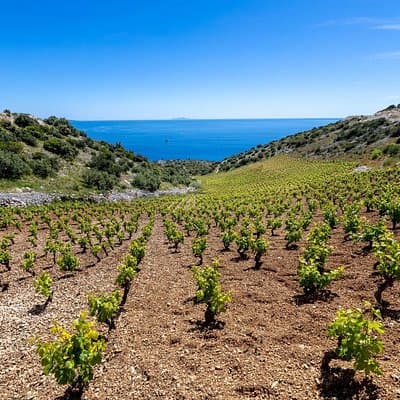 Hvar: Island tour with Wine and Olive Oil Tasting