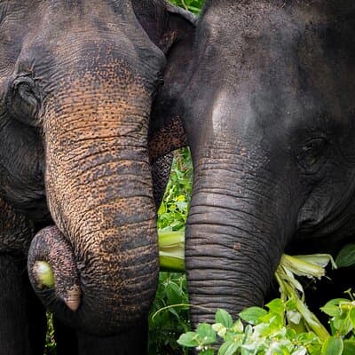 An Afternoon with the Elephants at Phuket Elephant Sanctuary