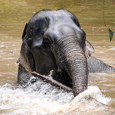Phuket Elephant Sanctuary Canopy Walkway Tour