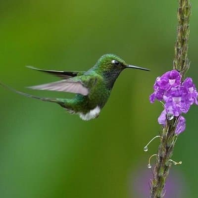 Mindo Cloud Forest Day Trip from Quito