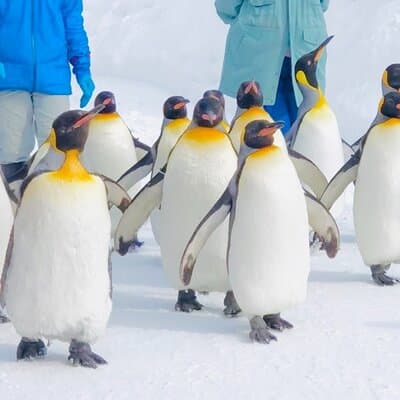 【Private Car】Asahiyama Zoo, Blue Pond, Shirahige Falls, Ningle Terrace (from Sapporo)