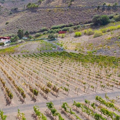 Meet the family behind Canarian wine