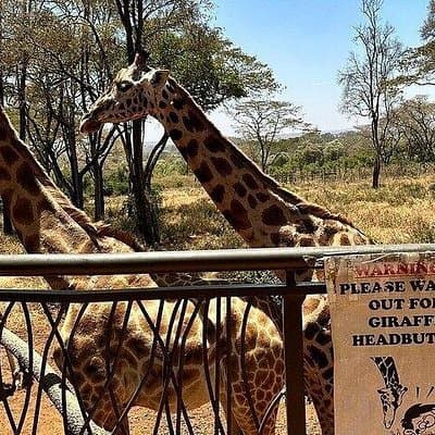 Nairobi National Park, Baby Elephant Orphanage and Giraffe Centre
