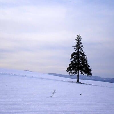 [Biei/Furano] One-day sightseeing by private car!