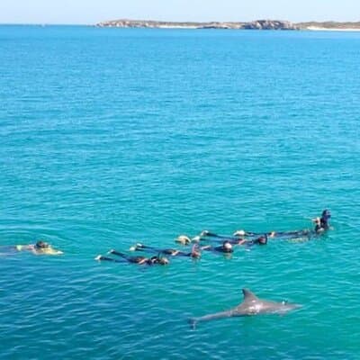 Swim with Wild Dolphins Day Tour