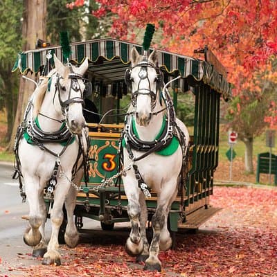 Stanley Park Horse Drawn Tour in Vancouver