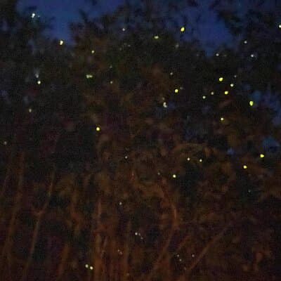 Kuala Selangor Fireflies & Blue Tears Guided Tour w Dinner (SIC)