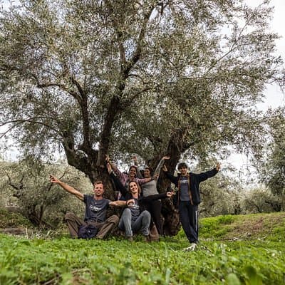 Delphi: Valley Olive Grove Hiking