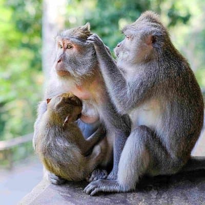 Ubud Private Tour: Monkey Forest, Rice Terrace, Temple, Waterfall