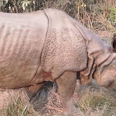 3-Day Chitwan National Park Jungle Safari Tour Package with Pick Up