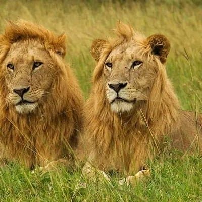 Private Safari Tour : Nairobi National Park