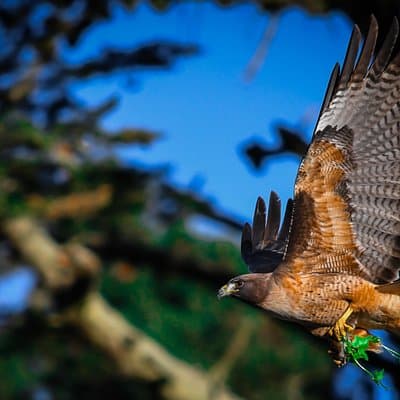 Golden Gate Park Wildlife Walking Tour