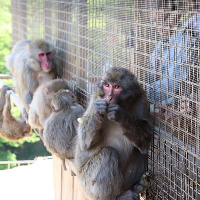 Private Kyoto Morning Tour: Fushimi Inari, Arashiyama & Monkey