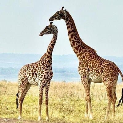 Nairobi Tour: Giraffe Center, Kobe Beads & Karen Blixen Museum