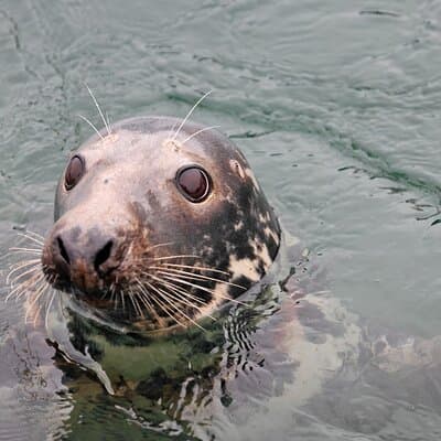 Kinsale Cruise, Kinsale ( 50 minutes)