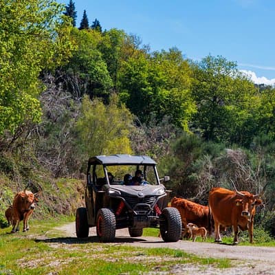 1h Buggy Tour • (price is per vehicle)