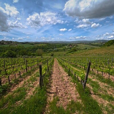 Siena: A Wine Tour and Tasting Experience