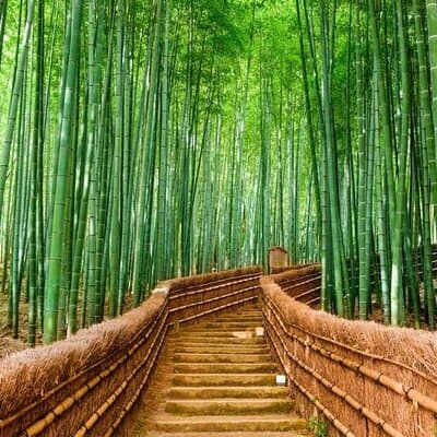 Kyoto Customized Private Car Tour