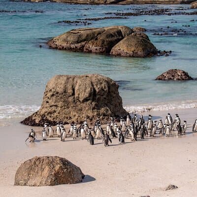 Cape of Good Hope and Boulders Penguins Day Tour from Cape Town