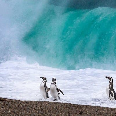 Monte Leon 4x4 Sea Lions and Penguins