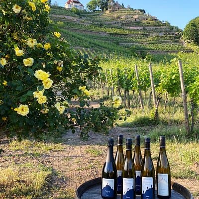 Wine tasting at the winery 3 wines 100% enjoyment