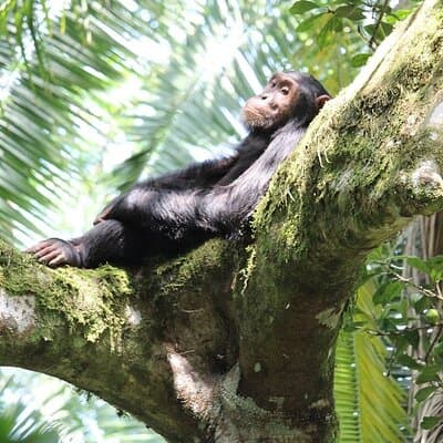 8-Day Uganda Vacation Including Chimps and Gorilla Trekking