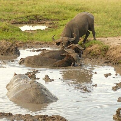 10-Day Safari Holiday in Uganda Including Gorilla Trekking