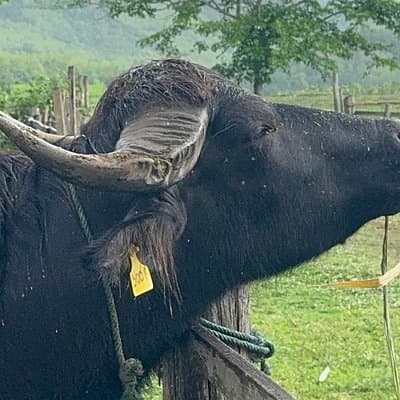 Laos Buffalo Dairy Tours Interact, Learn and Taste Fresh Flavors