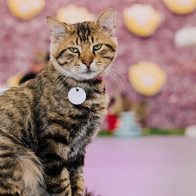 Ultimate cat experience at Austin's cat cafe