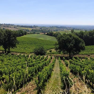 Gaillac Small Group Wine Tour from Toulouse