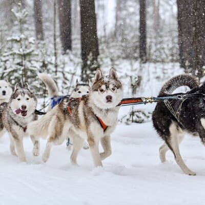 Husky Dog Sledding Tour From Riga