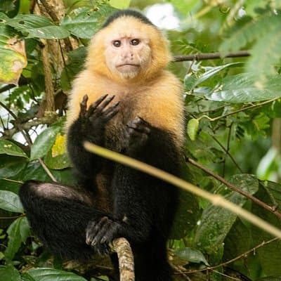 Gatun Lake: Monkeys & Exotic Wildlife by the Canal