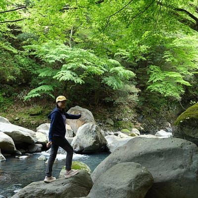 Hakone Valley Hike, Forest Bathing and Wagashi shop (Half-day)