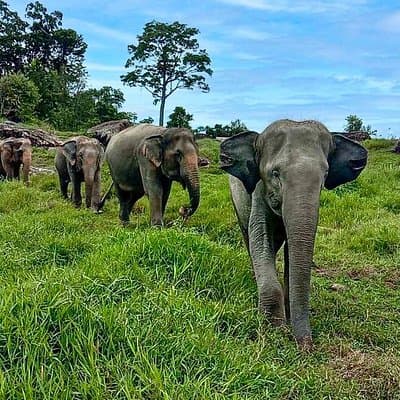 Phuket City Tour & Elephant Sanctuary – Town, Temple, Food & View