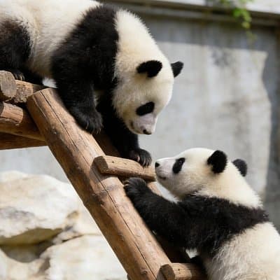 Beijing Private Tour to Temple of Heaven, Panda House and Summer Palace