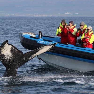 Original Big Whale Safari & Puffins Speedboat Tour from Húsavík