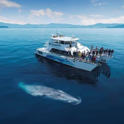 Auckland Dolphin and Whale Watching Eco-Safari Cruise