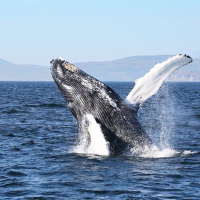 Québec City: Whale Watching Tour with Bus Transportation