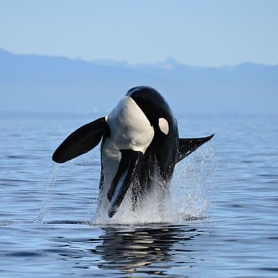 Aventura de observación de ballenas de medio día en Vancouver con fotos gratis
