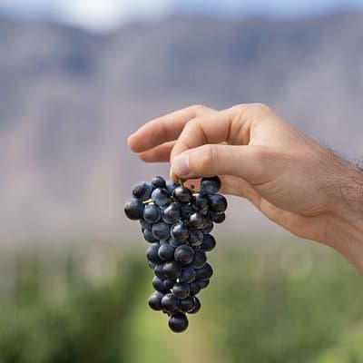 From San Juan Putruele Winery with Tasting and Pairing