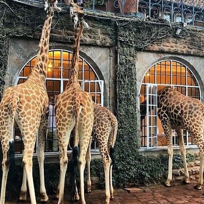 Giraffe Center Karen Blixen and Kobe Beads Day Tour