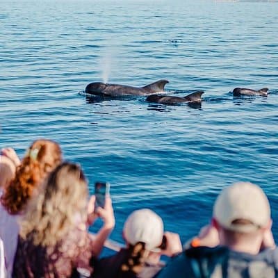 Tenerife Ecoyacht Tour for Whale Watching