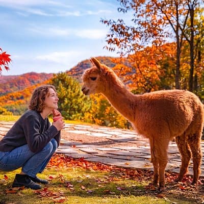Nami+Alpaca+Garden of Morning Calm (+Rail Bike Option)