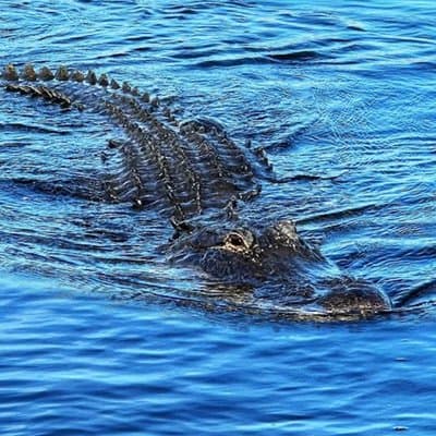 Everglades Small-Group Tour from Miami with Transportation
