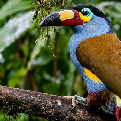 Mindo Cloud Forest Birding and Photography Tour