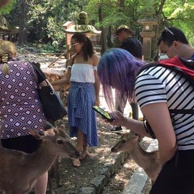 All must-sees in 3 hours - Nara Park Classic Tour! From JR Nara!